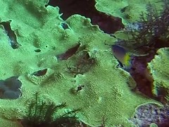 Pomacentrus nigromanus