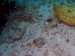 Pomacentrus auriventris