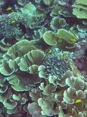 Pomacentrus moluccensis