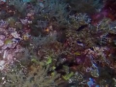 Chrysiptera rollandi