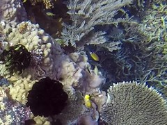 Pomacentrus bankanensis