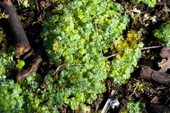Alchemilla occidentalis