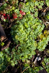 Alchemilla occidentalis