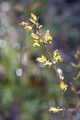 Sageretia