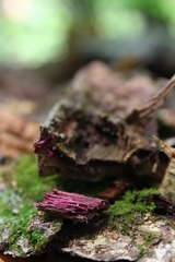 Phanerochaete sanguinea