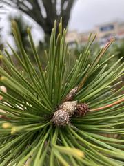 Pinus