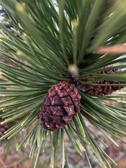 Pinus