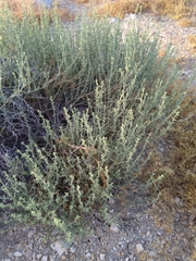 Anabasis setifera
