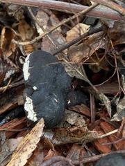Xylaria