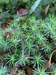 Dawsonia superba