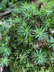 Dawsonia superba