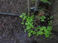 Vancouveria hexandra