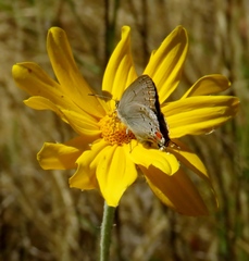 Satyrium californica