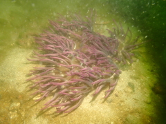 Macrodactyla doreensis