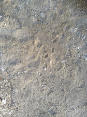 Paraechinus aethiopicus