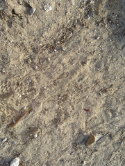 Paraechinus aethiopicus