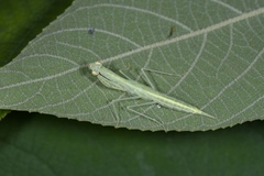 Sinomantis denticulata