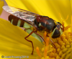 Odontomyia ophrydifera