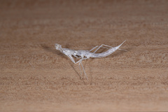 Sinomantis denticulata