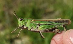 Chimarocephala elongata