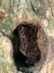 Triprion spatulatus