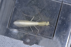 Sinomantis denticulata