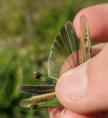 Chimarocephala elongata