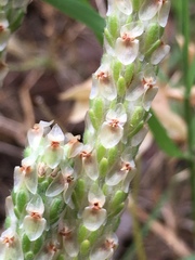Plantago helleri