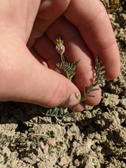 Astragalus didymocarpus