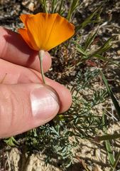 Eschscholzia lemmonii