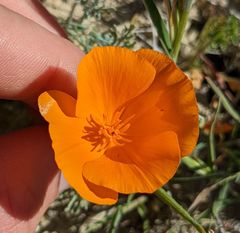 Eschscholzia lemmonii