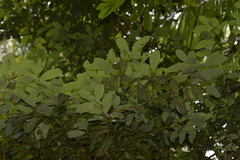 Cryptocarya glaucescens