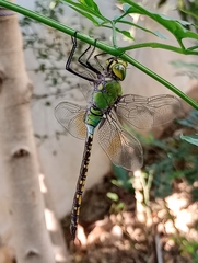 Anax indicus