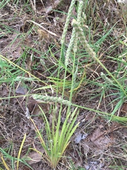 Plantago helleri