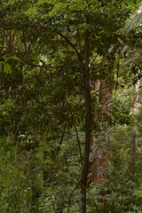 Cryptocarya glaucescens