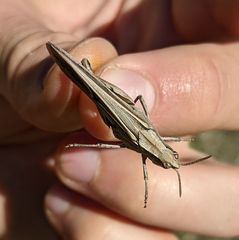 Chimarocephala elongata