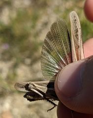 Chimarocephala elongata