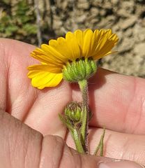 Madia radiata