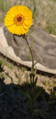 Madia radiata