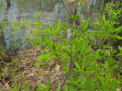 Rhododendron viscosum