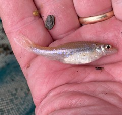 Notropis amplamala
