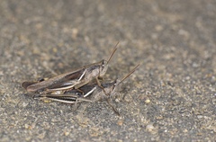 Stenocatantops mistshenkoi