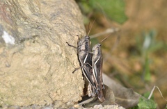 Stenocatantops mistshenkoi