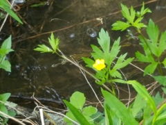 Ranunculus hispidus nitidus