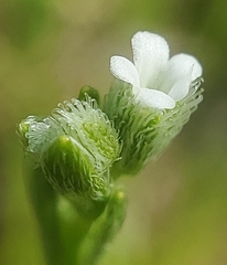 Pectocarya penicillata
