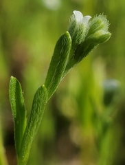 Pectocarya penicillata