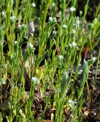 Pectocarya penicillata