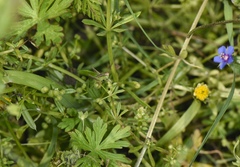 Gampsocleis sinensis