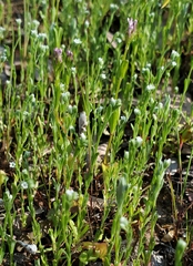 Pectocarya penicillata