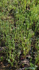 Pectocarya penicillata
